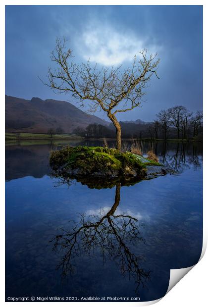 Lone Tree. Rydal Water Print by Nigel Wilkins