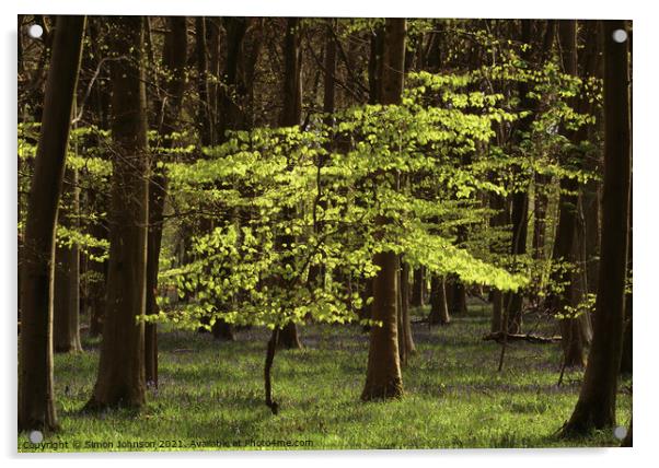 sunlit Beech tree Acrylic by Simon Johnson