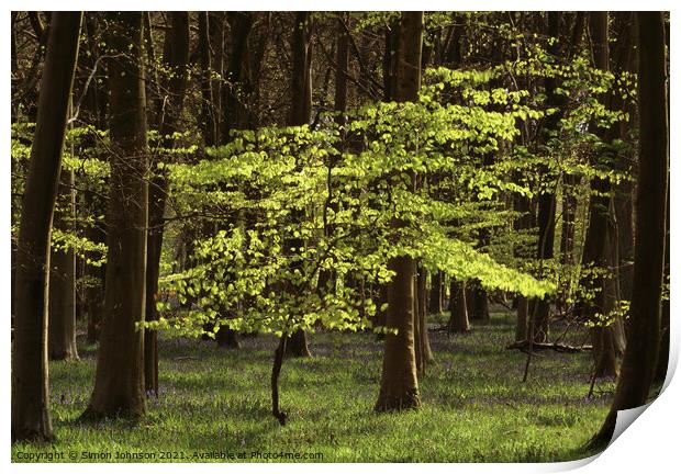 sunlit Beech tree Print by Simon Johnson