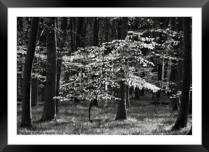 Sunlit  Beech tree Framed Mounted Print by Simon Johnson
