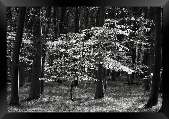 Sunlit  Beech tree Framed Print by Simon Johnson