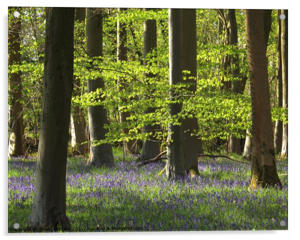 bluebell woodland Acrylic by Simon Johnson