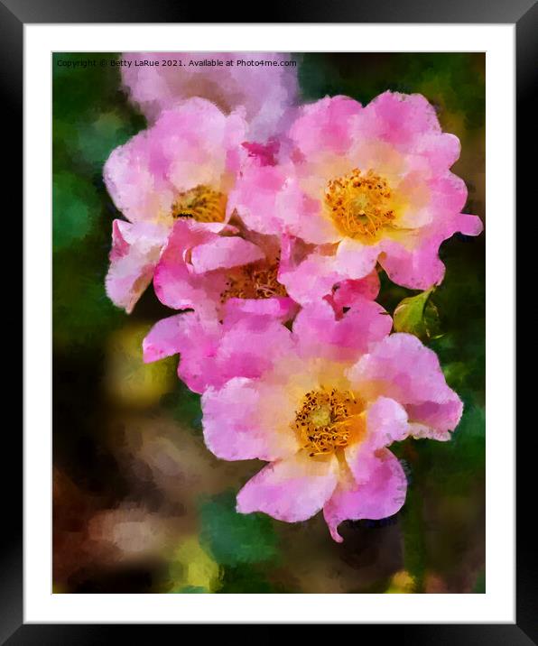 Pink Wild Roses Framed Mounted Print by Betty LaRue