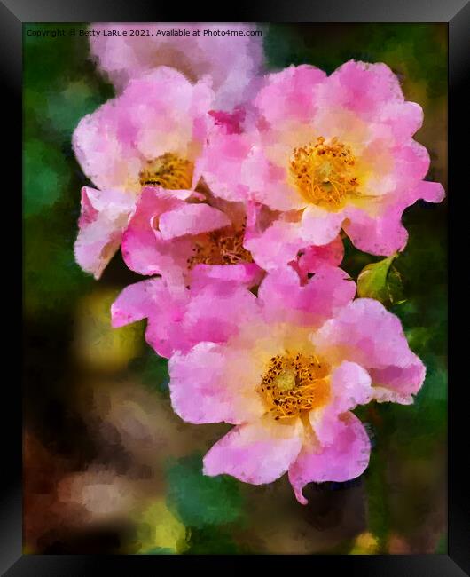 Pink Wild Roses Framed Print by Betty LaRue