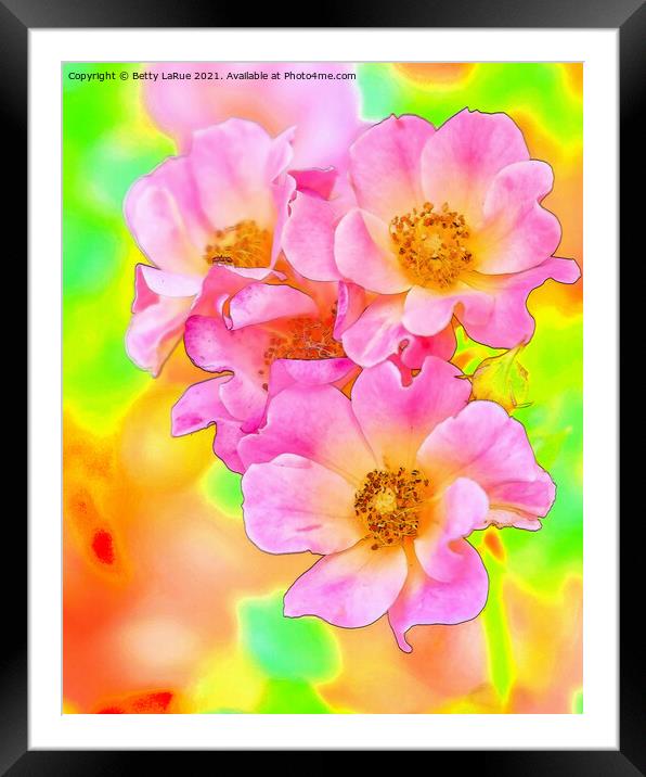 Pink Wild Roses Framed Mounted Print by Betty LaRue