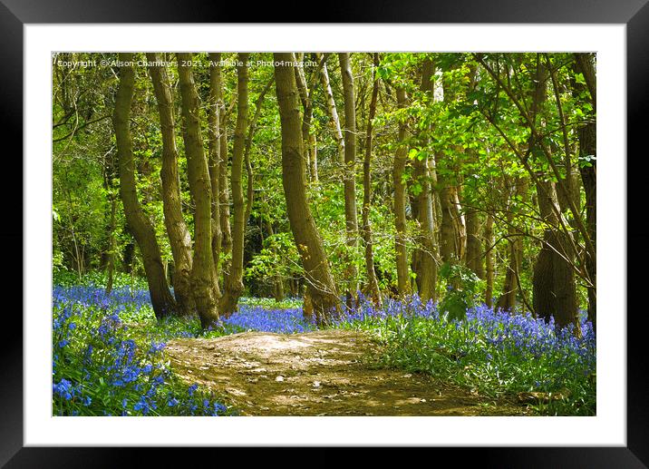 Trees and Bluebells Framed Mounted Print by Alison Chambers