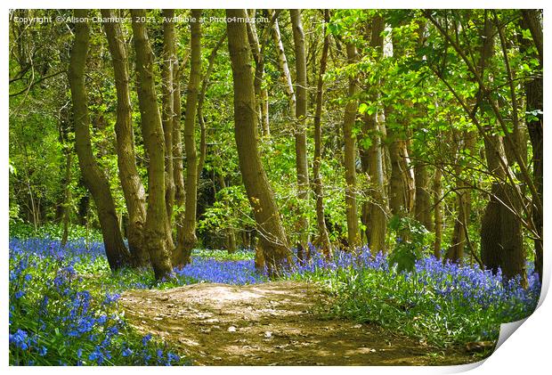 Trees and Bluebells Print by Alison Chambers
