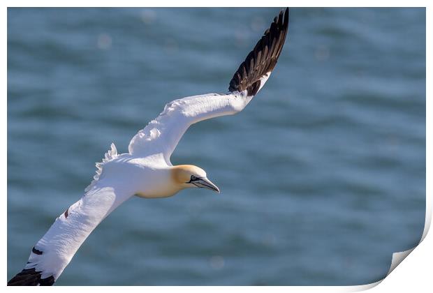 Northern gannet (Morus bassanus) Print by chris smith