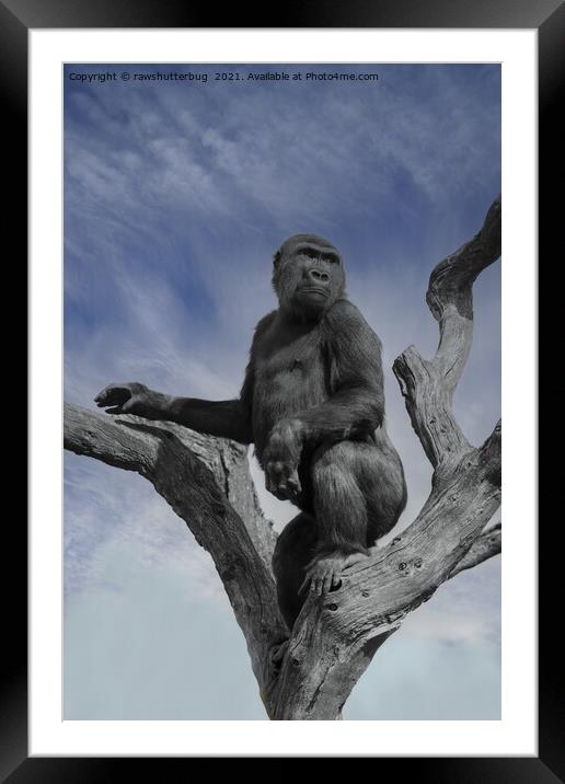 Gorilla In The Sky Framed Mounted Print by rawshutterbug 