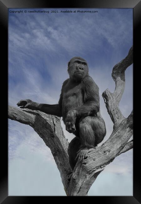 Gorilla In The Sky Framed Print by rawshutterbug 