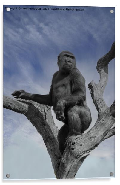 Gorilla In The Sky Acrylic by rawshutterbug 