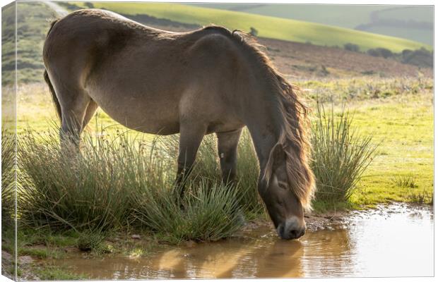 Exmoor ponies Canvas Print by chris smith