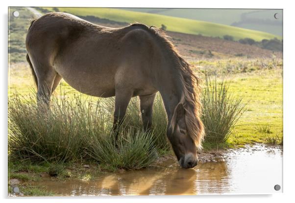 Exmoor ponies Acrylic by chris smith