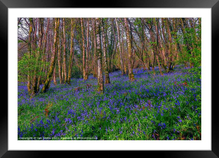 Bluebells  Framed Mounted Print by Ian Stone