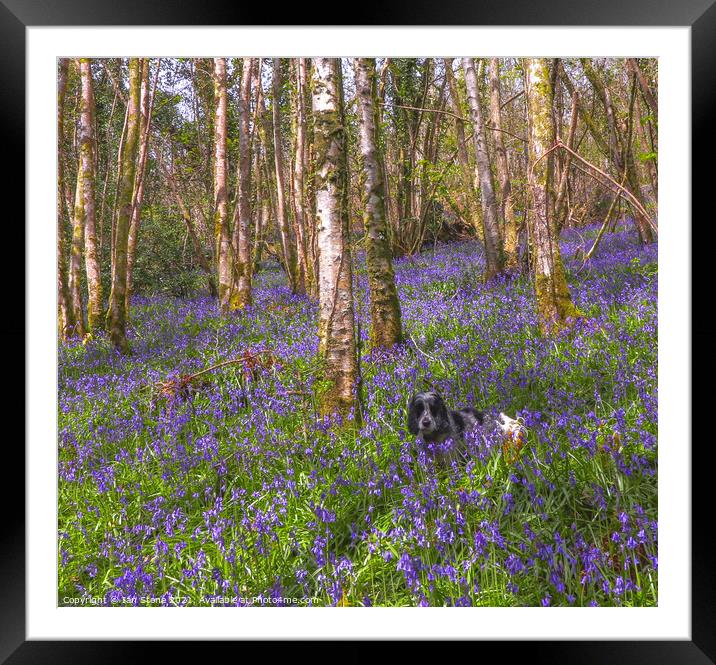 Bluebell Bliss Framed Mounted Print by Ian Stone
