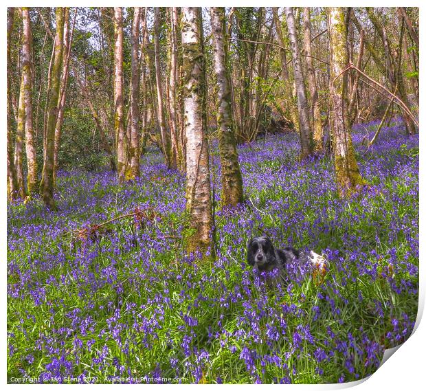 Bluebell Bliss Print by Ian Stone