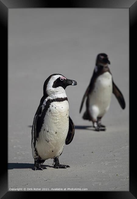 African Penguins (Spheniscus demersus) Framed Print by Dirk Rüter