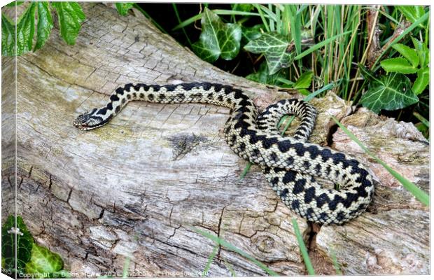 Male  Adder  Canvas Print by Diana Mower
