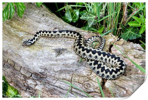 Male  Adder  Print by Diana Mower