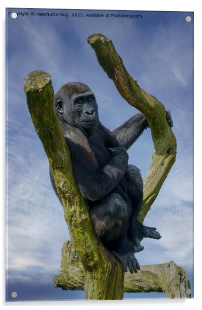 Gorilla Resting On A Tree Acrylic by rawshutterbug 