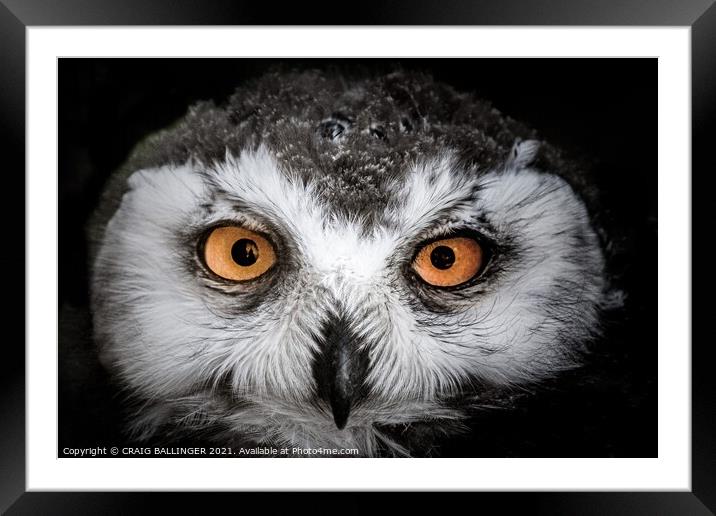 Young Snowy Owl Framed Mounted Print by Craig Ballinger