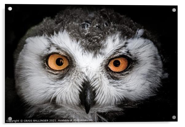 Young Snowy Owl Acrylic by Craig Ballinger