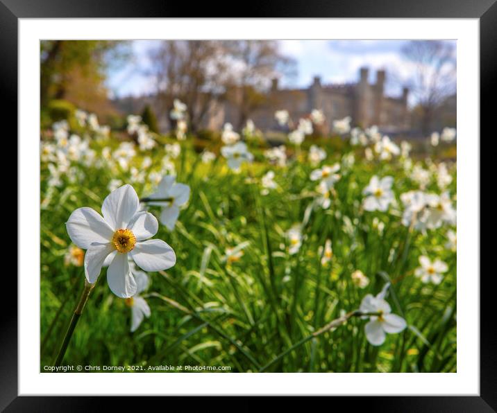Daffodils at Leeds Castle in Kent, UK Framed Mounted Print by Chris Dorney