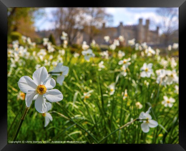 Daffodils at Leeds Castle in Kent, UK Framed Print by Chris Dorney