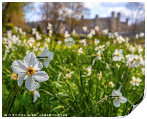 Daffodils at Leeds Castle in Kent, UK Print by Chris Dorney