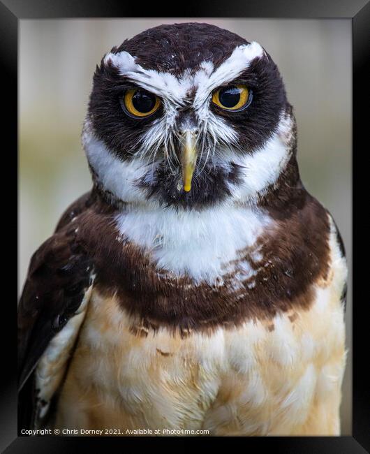 Spectacled Owl Framed Print by Chris Dorney