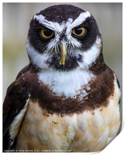 Spectacled Owl Print by Chris Dorney