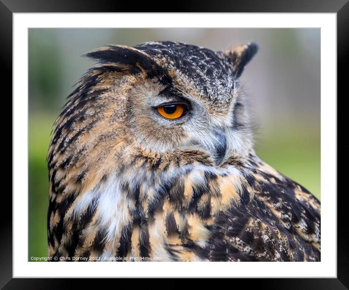 European Eagle Owl Framed Mounted Print by Chris Dorney