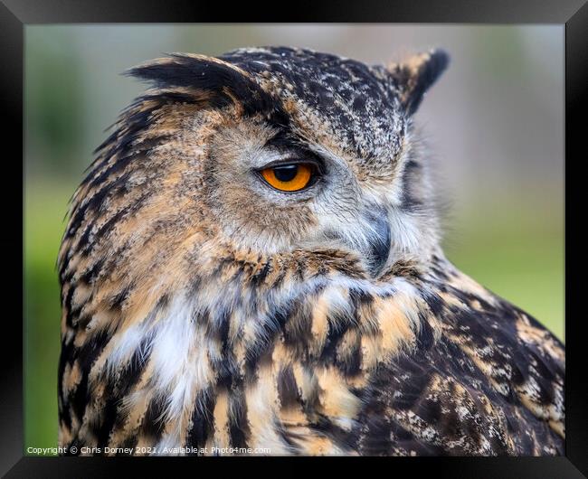 European Eagle Owl Framed Print by Chris Dorney
