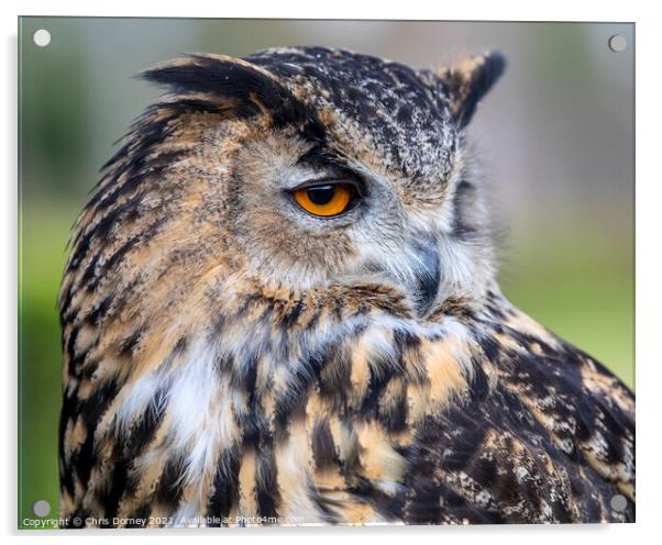 European Eagle Owl Acrylic by Chris Dorney