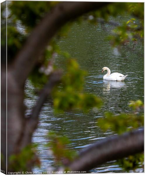 Swan in the Moat at Leeds Castle in Kent, UK Canvas Print by Chris Dorney