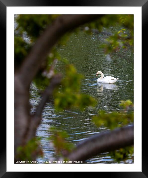 Swan in the Moat at Leeds Castle in Kent, UK Framed Mounted Print by Chris Dorney
