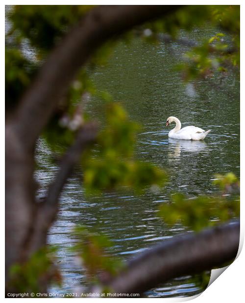 Swan in the Moat at Leeds Castle in Kent, UK Print by Chris Dorney