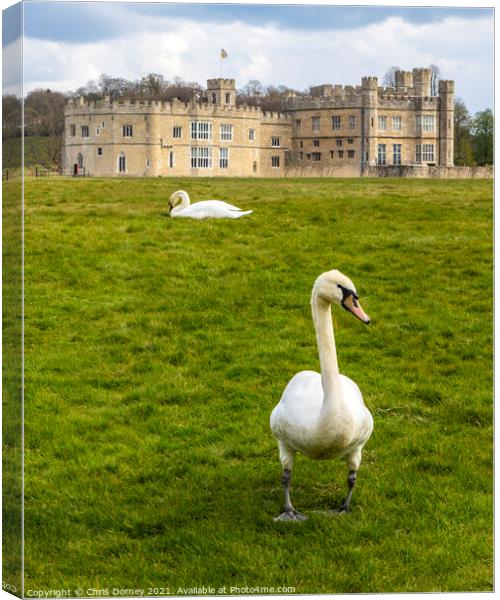 Swans at Leeds Castle in Kent, UK Canvas Print by Chris Dorney