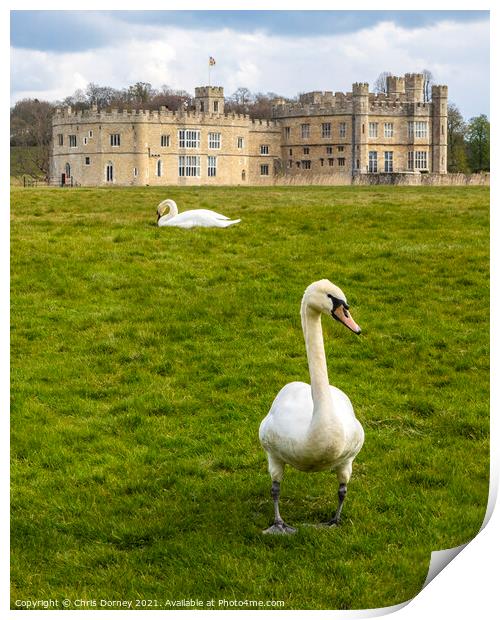 Swans at Leeds Castle in Kent, UK Print by Chris Dorney
