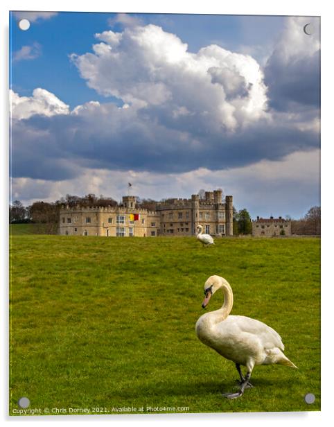 Swans at Leeds Castle in Kent, UK Acrylic by Chris Dorney