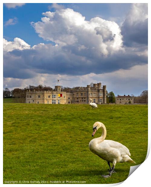 Swans at Leeds Castle in Kent, UK Print by Chris Dorney