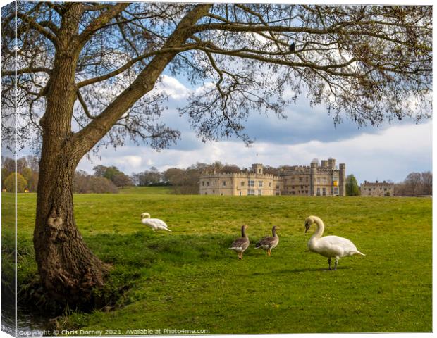 Swans and Geese at Leeds Castle in Kent, UK Canvas Print by Chris Dorney