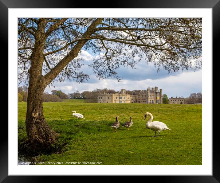 Swans and Geese at Leeds Castle in Kent, UK Framed Mounted Print by Chris Dorney
