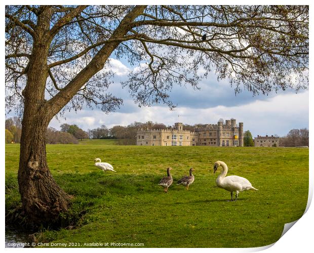 Swans and Geese at Leeds Castle in Kent, UK Print by Chris Dorney