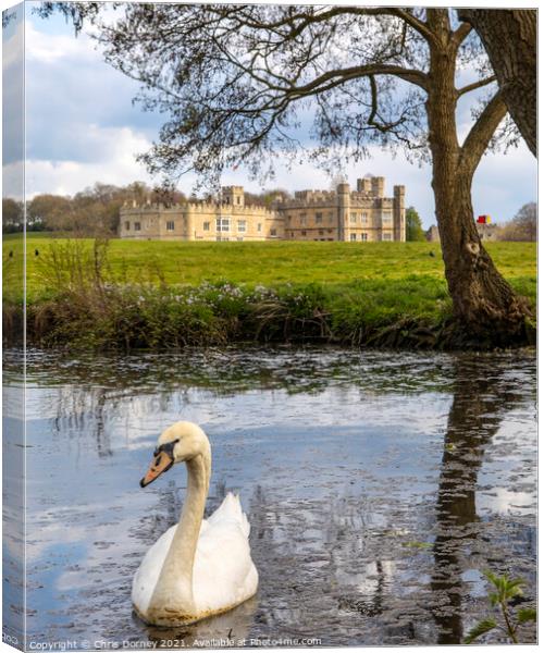Swan at Leeds Castle in Kent, UK Canvas Print by Chris Dorney