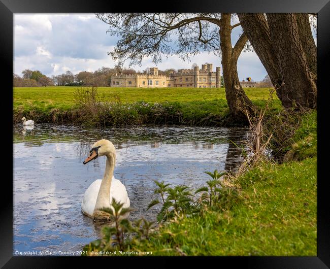Swans at Leeds Castle in Kent, UK Framed Print by Chris Dorney