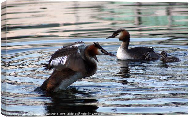 Great Crested Grebe Family Canvas Print by Catherine Fowler