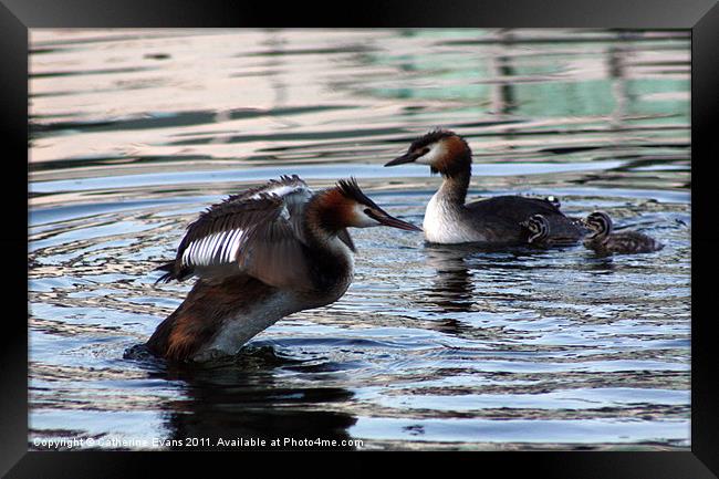Great Crested Grebe Family Framed Print by Catherine Fowler