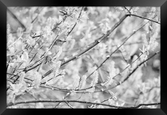 GARDEN BIRDS Framed Print by Jason Atack