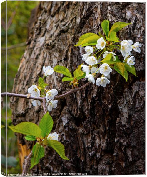 Beautiful Flower and Tree Trunk Canvas Print by Chris Dorney